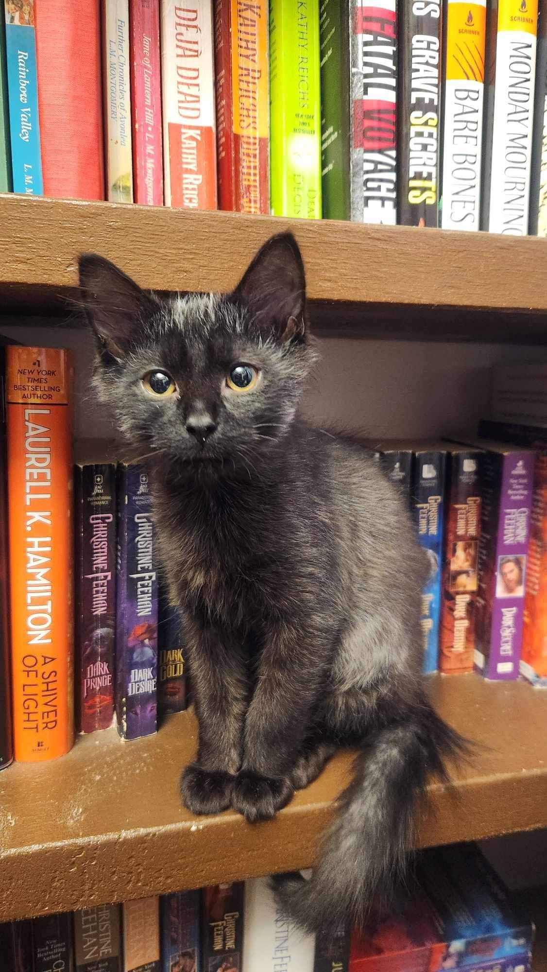 Sherwood Forest, an adoptable Domestic Medium Hair in Steinbach, MB, R5G 2B2 | Photo Image 1