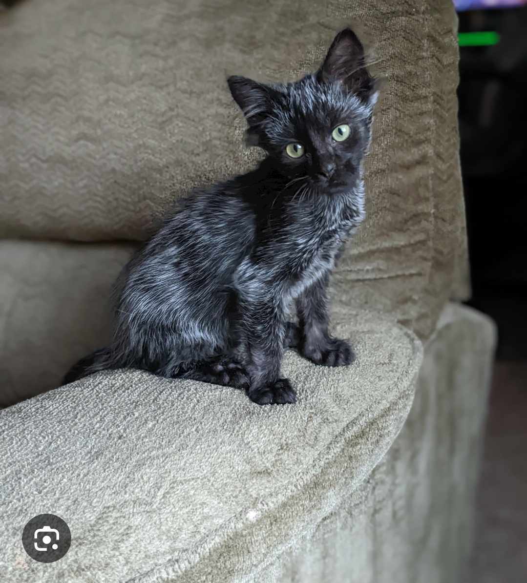 Sherwood Forest, an adoptable Domestic Medium Hair in Steinbach, MB, R5G 2B2 | Photo Image 2