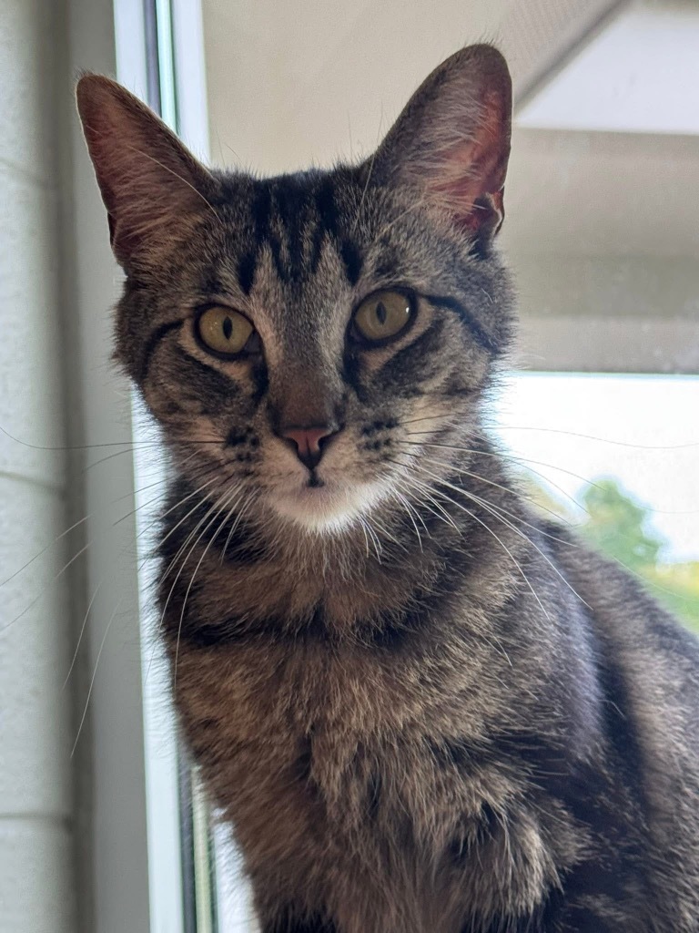 Lincoln