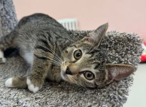 Neville, Young Male Domestic Short Hair
