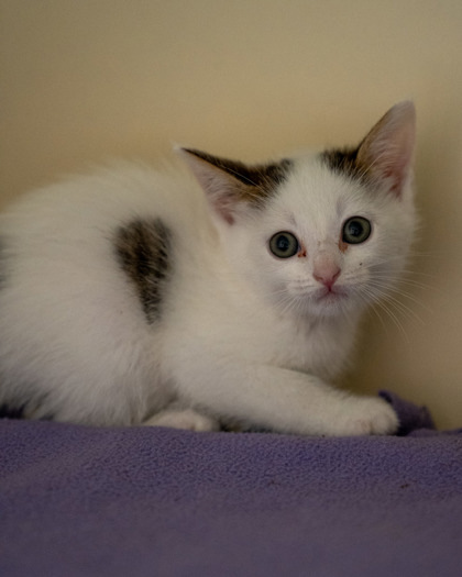 Ozma, an adoptable Domestic Short Hair in Pequot Lakes, MN, 56472 | Photo Image 1