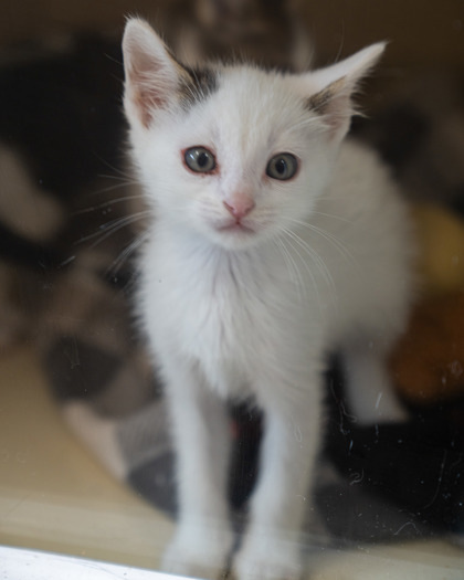 Obie, an adoptable Domestic Short Hair in Pequot Lakes, MN, 56472 | Photo Image 3