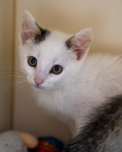 Obie, an adoptable Domestic Short Hair in Pequot Lakes, MN, 56472 | Photo Image 4