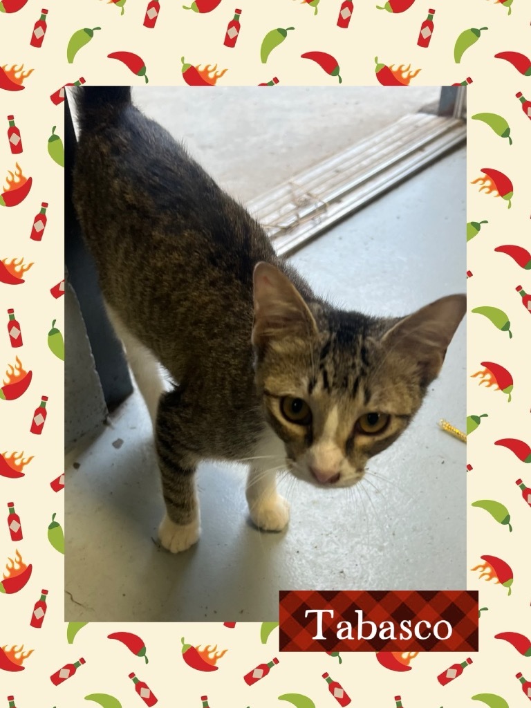 Tabasco, an adoptable Domestic Short Hair in Greenwood, MS, 38930 | Photo Image 1