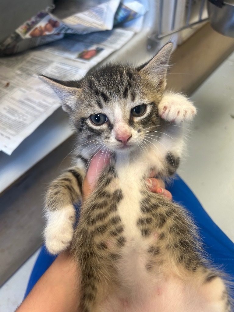 Tabasco, an adoptable Domestic Short Hair in Greenwood, MS, 38930 | Photo Image 2