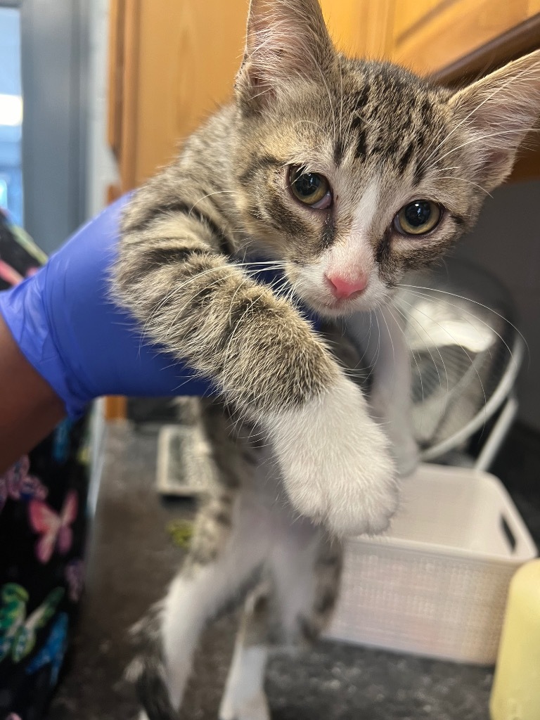 Tabasco, an adoptable Domestic Short Hair in Greenwood, MS, 38930 | Photo Image 3