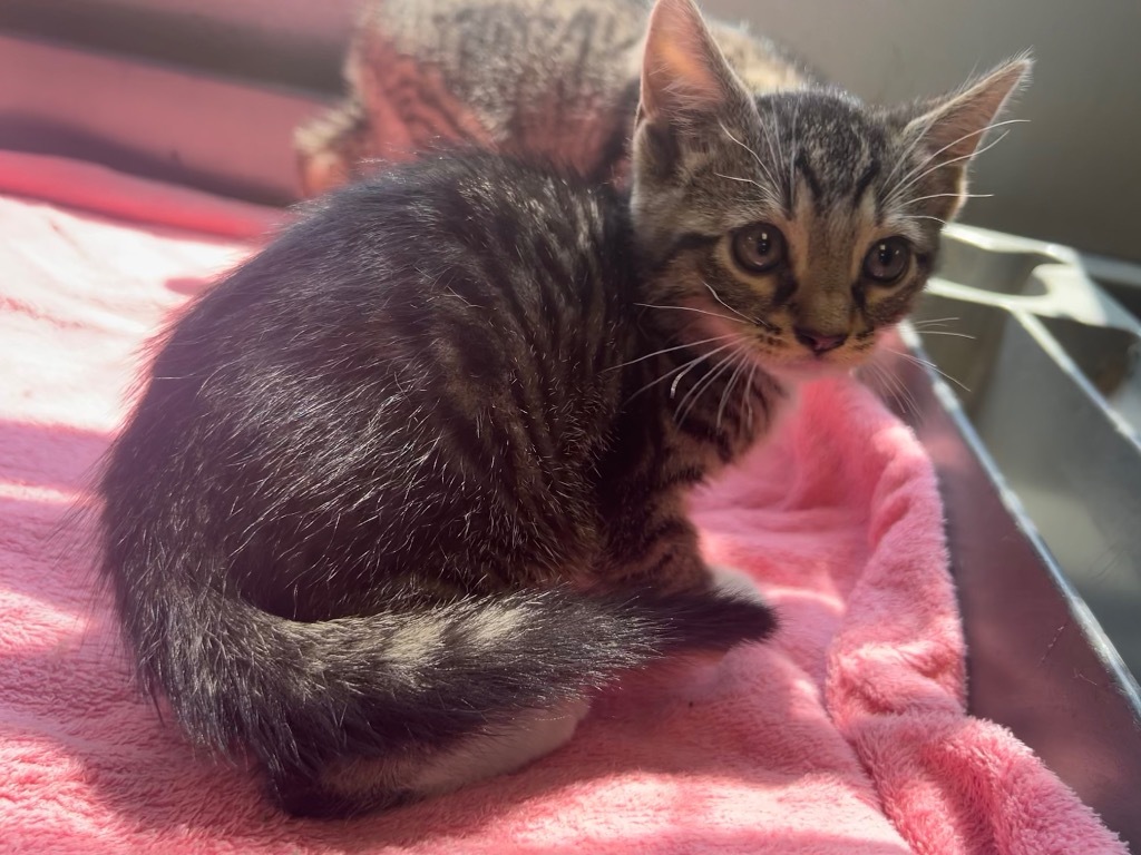 March, an adoptable Domestic Short Hair in Greenwood, MS, 38930 | Photo Image 1