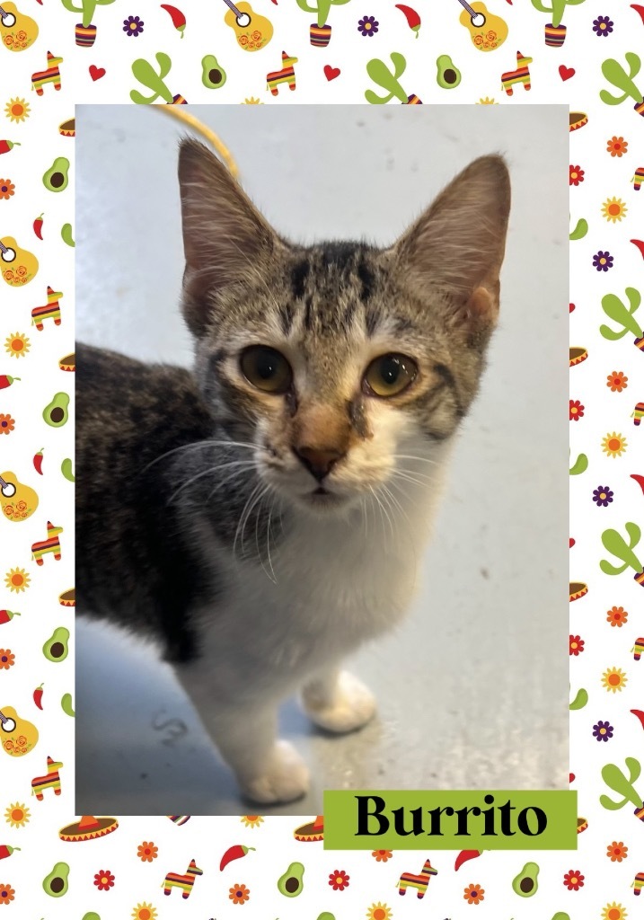 Burrito, an adoptable Domestic Short Hair in Greenwood, MS, 38930 | Photo Image 1