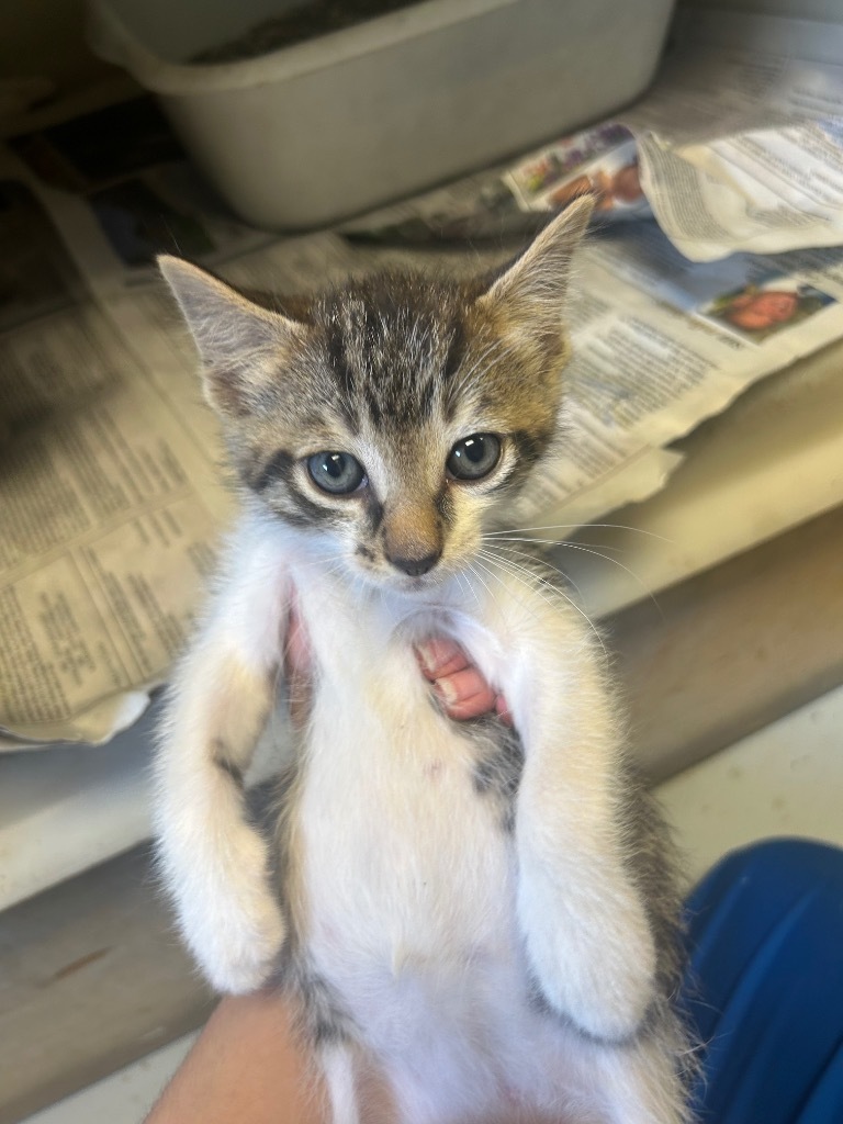 Burrito, an adoptable Domestic Short Hair in Greenwood, MS, 38930 | Photo Image 2