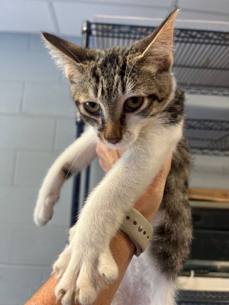 Burrito, an adoptable Domestic Short Hair in Greenwood, MS, 38930 | Photo Image 3