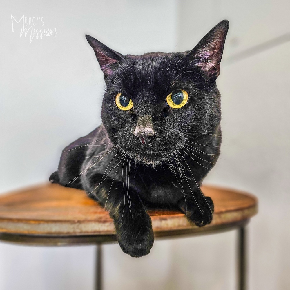 Pennie, an adoptable Manx in Spokane , WA, 99209 | Photo Image 2