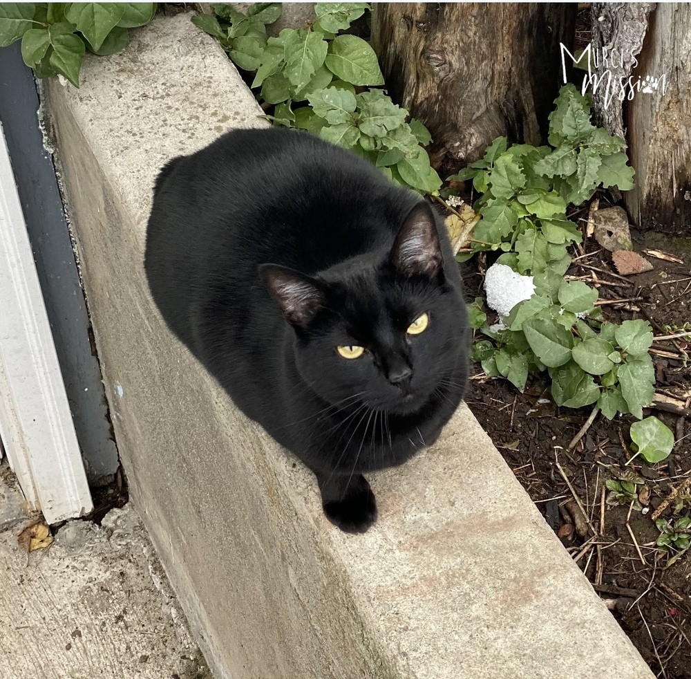 Pennie, an adoptable Manx in Spokane , WA, 99209 | Photo Image 4