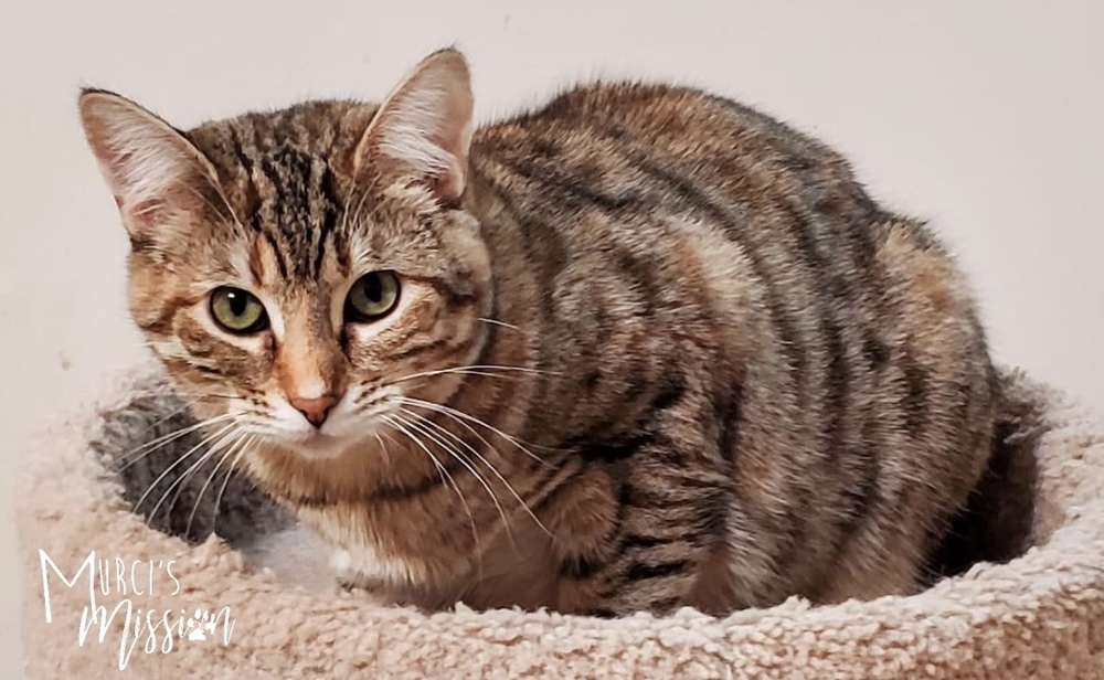 Ada, an adoptable Domestic Short Hair in Spokane , WA, 99209 | Photo Image 1