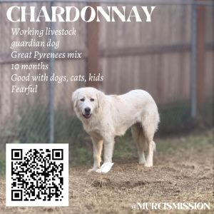 Chardonnay is a beautiful and functional livestock guardian dog who is said to be a Pyrenees Anatoli