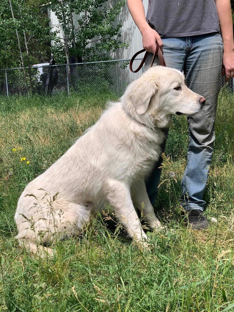 Chardonnay, an adoptable Great Pyrenees, Anatolian Shepherd in Spokane , WA, 99209 | Photo Image 3