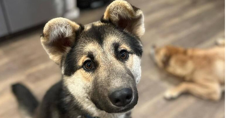 Archie*READ ENTIRE DESCRIPTION*, an adoptable Shepherd in Spokane, WA, 99205 | Photo Image 1