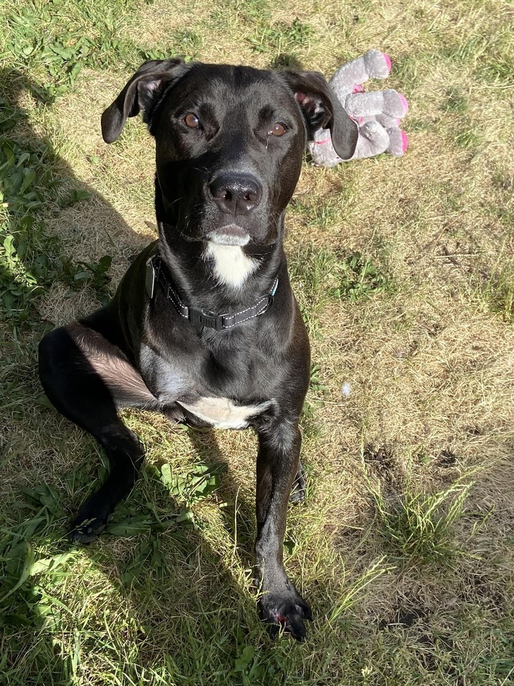 Teddy "READ ENTIRE DESCRIPTION", an adoptable Labrador Retriever in Spokane, WA, 99205 | Photo Image 1