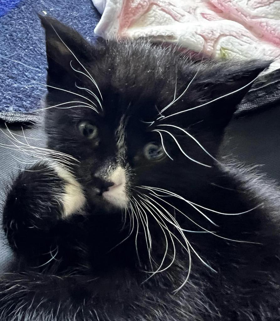 Stripe, an adoptable Domestic Short Hair in Ontario, OR, 97914 | Photo Image 1