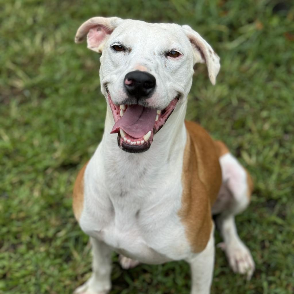 Lulu (COH-A-9813), an adoptable Mixed Breed in Keaau, HI, 96749 | Photo Image 1