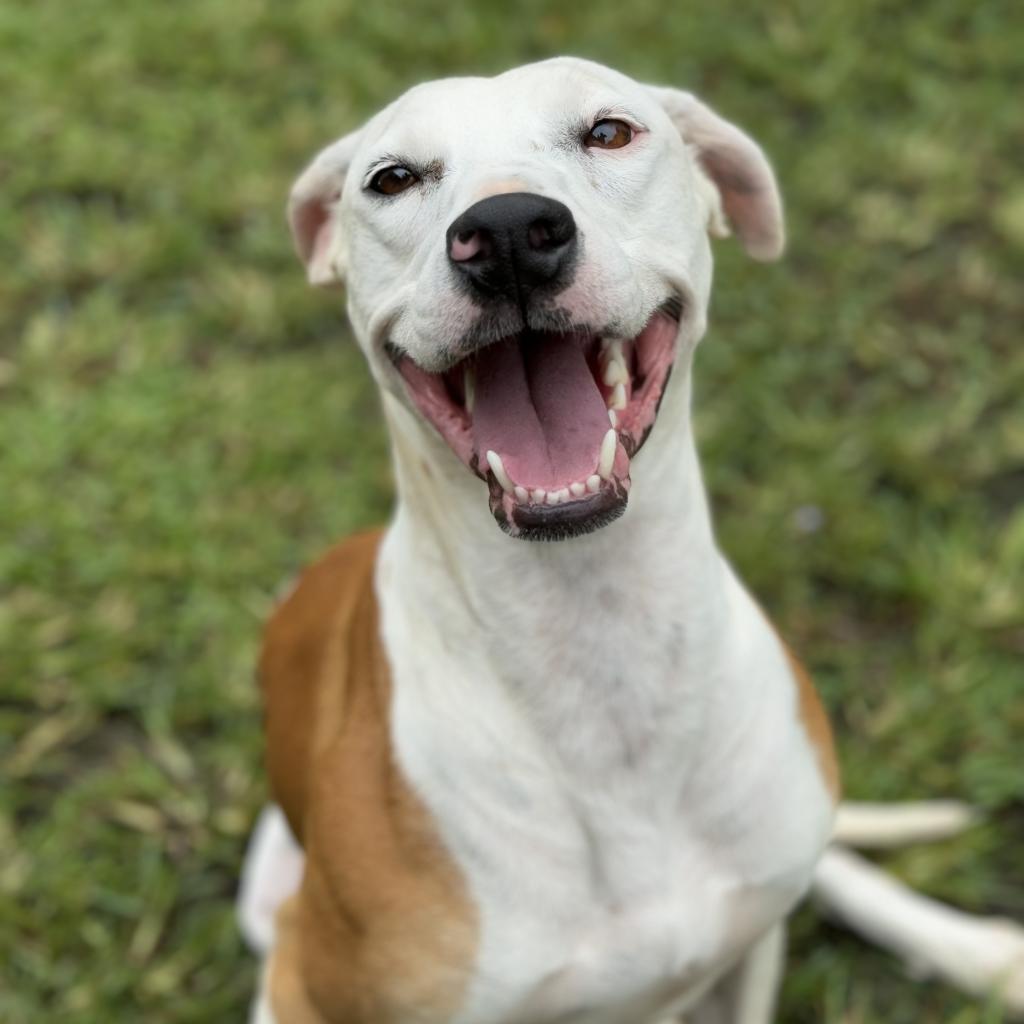 Lulu (COH-A-9813), an adoptable Mixed Breed in Keaau, HI, 96749 | Photo Image 2