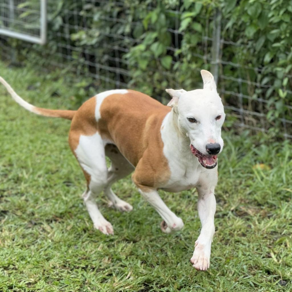 Lulu (COH-A-9813), an adoptable Mixed Breed in Keaau, HI, 96749 | Photo Image 3