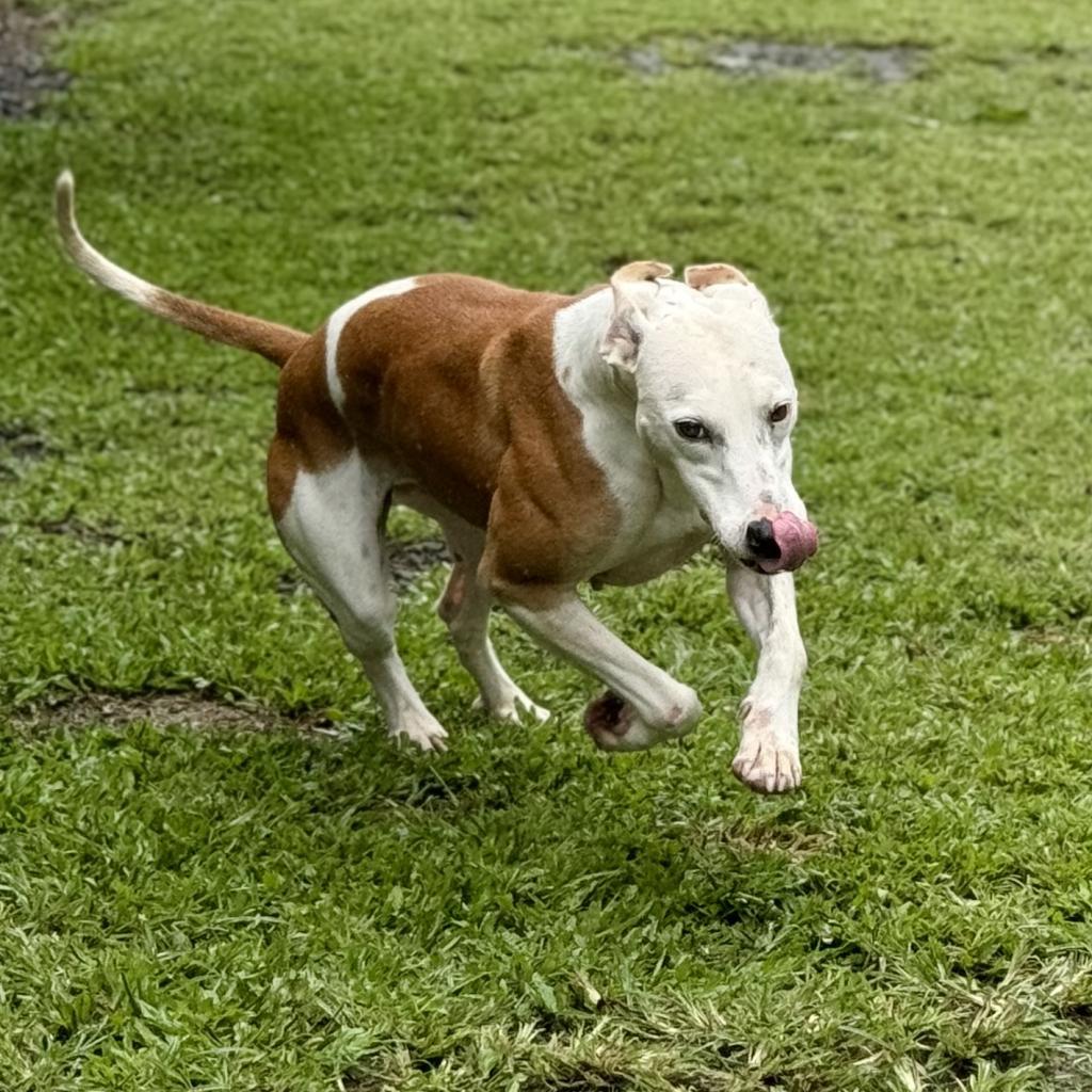 Lulu (COH-A-9813), an adoptable Mixed Breed in Keaau, HI, 96749 | Photo Image 4