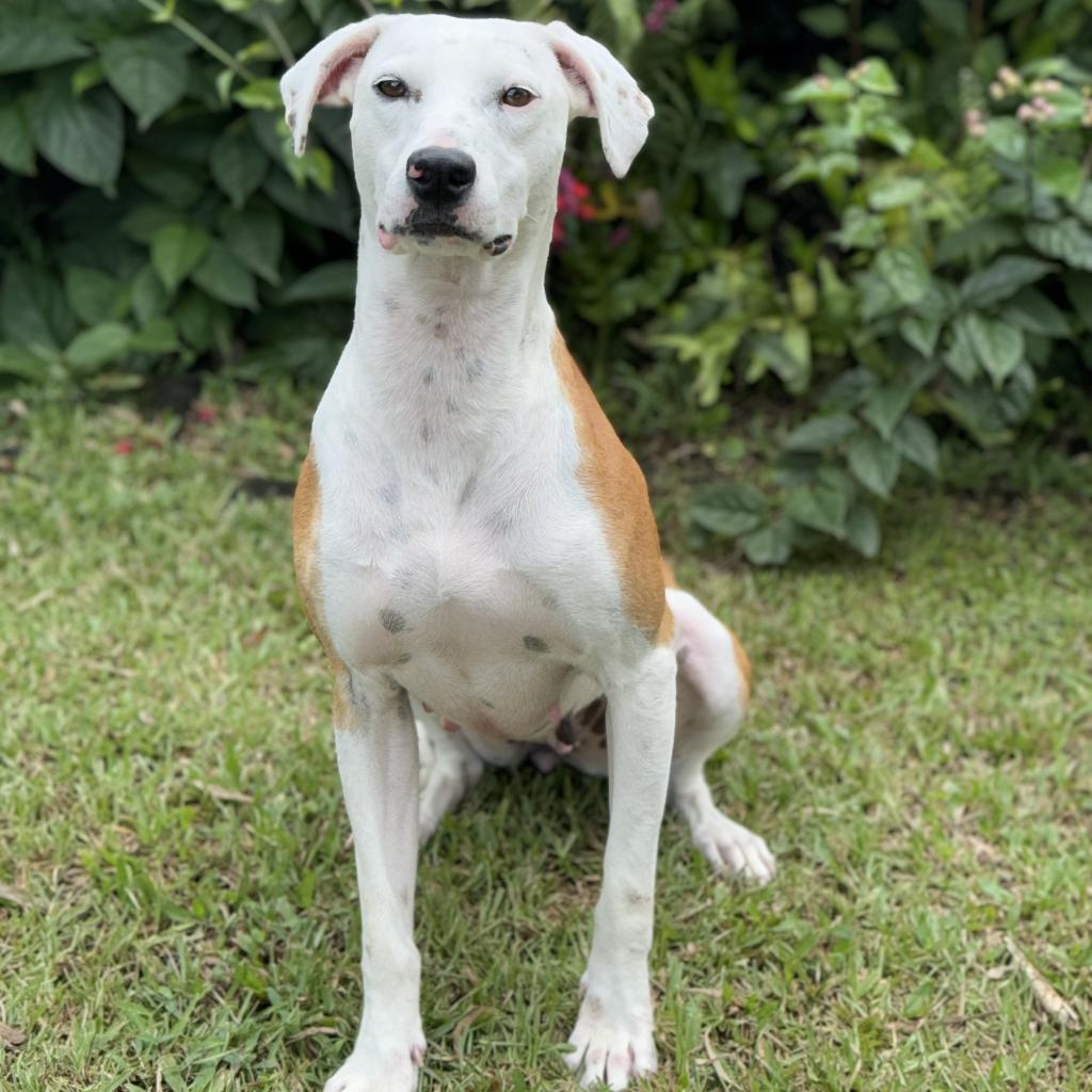 Lulu (COH-A-9813), an adoptable Mixed Breed in Keaau, HI, 96749 | Photo Image 5