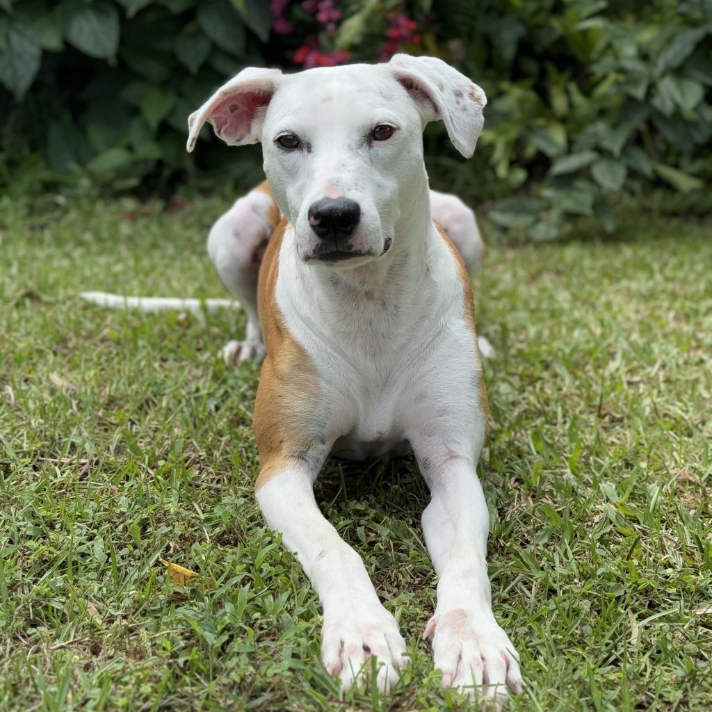 Lulu (COH-A-9813), an adoptable Mixed Breed in Keaau, HI, 96749 | Photo Image 6