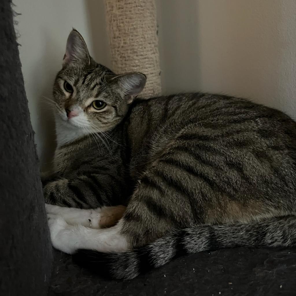 Raven, an adoptable Domestic Short Hair in Hinesville, GA, 31313 | Photo Image 1