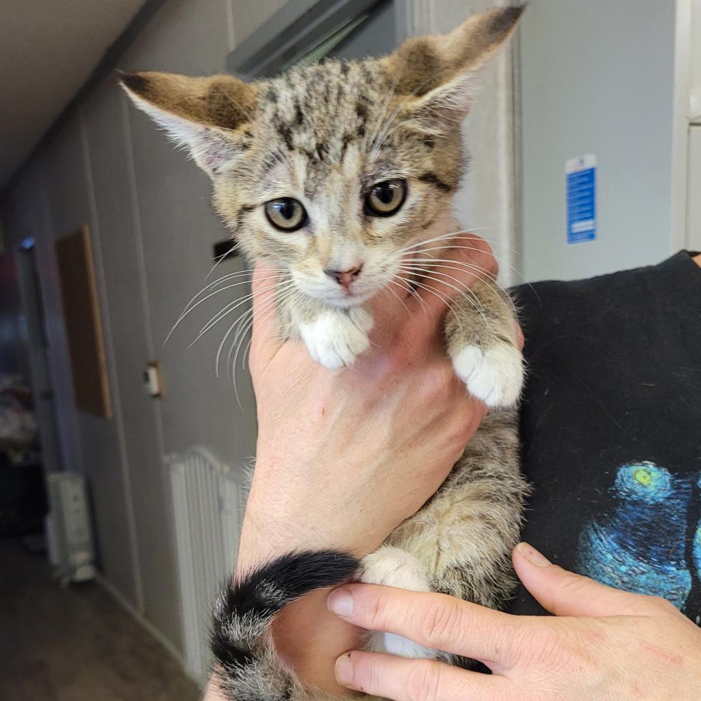 Raven, an adoptable Domestic Short Hair in Hinesville, GA, 31313 | Photo Image 2