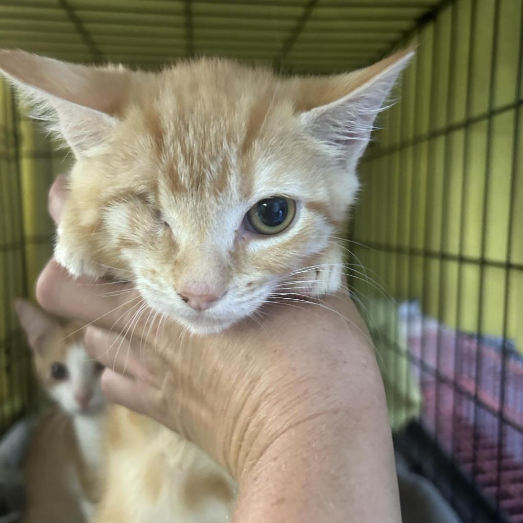 One Eyed Jackie, an adoptable Domestic Short Hair in Hinesville, GA, 31313 | Photo Image 1