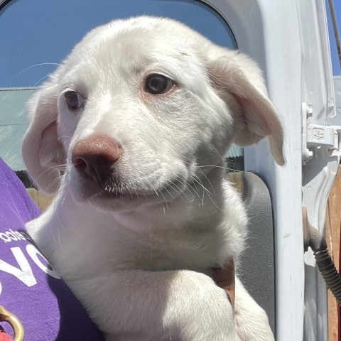 Leigh, an adoptable Mixed Breed in Moab, UT, 84532 | Photo Image 2