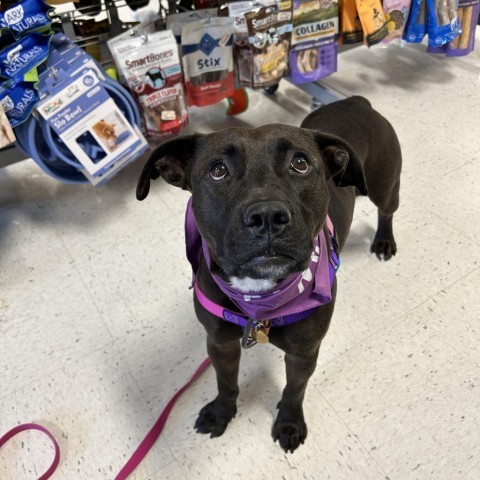 Fifi, an adoptable Mixed Breed in Kailua Kona, HI, 96740 | Photo Image 1