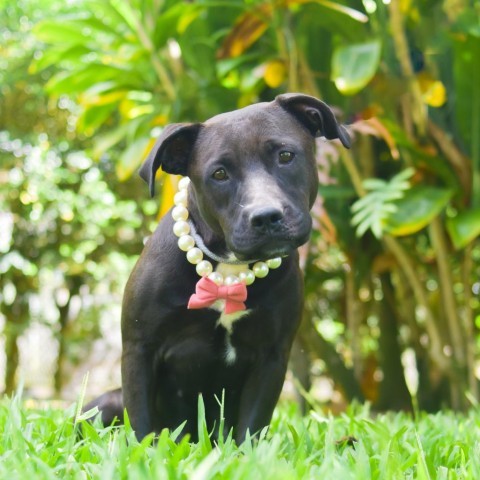 Fifi, an adoptable Mixed Breed in Kailua Kona, HI, 96740 | Photo Image 2