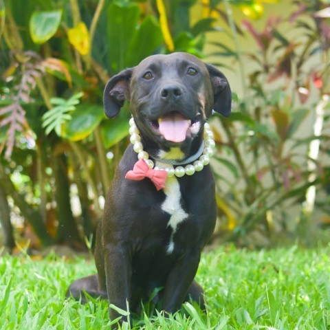 Fifi, an adoptable Mixed Breed in Kailua Kona, HI, 96740 | Photo Image 3