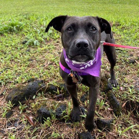 Fifi, an adoptable Mixed Breed in Kailua Kona, HI, 96740 | Photo Image 4