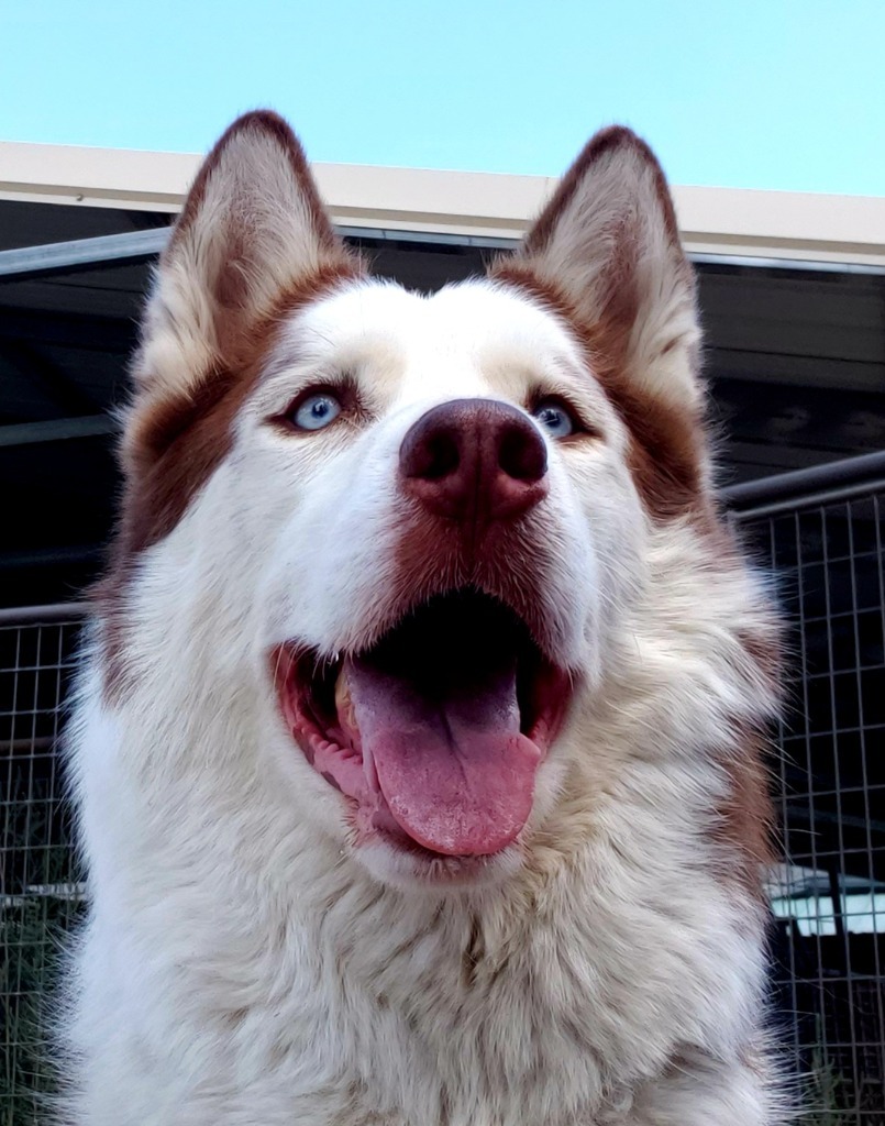 Bobo, an adoptable Husky in Heber City, UT, 84032 | Photo Image 1