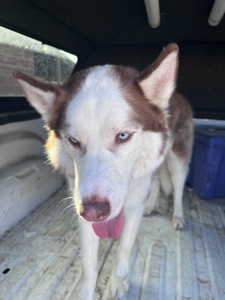 Bobo, an adoptable Husky in Heber City, UT, 84032 | Photo Image 2