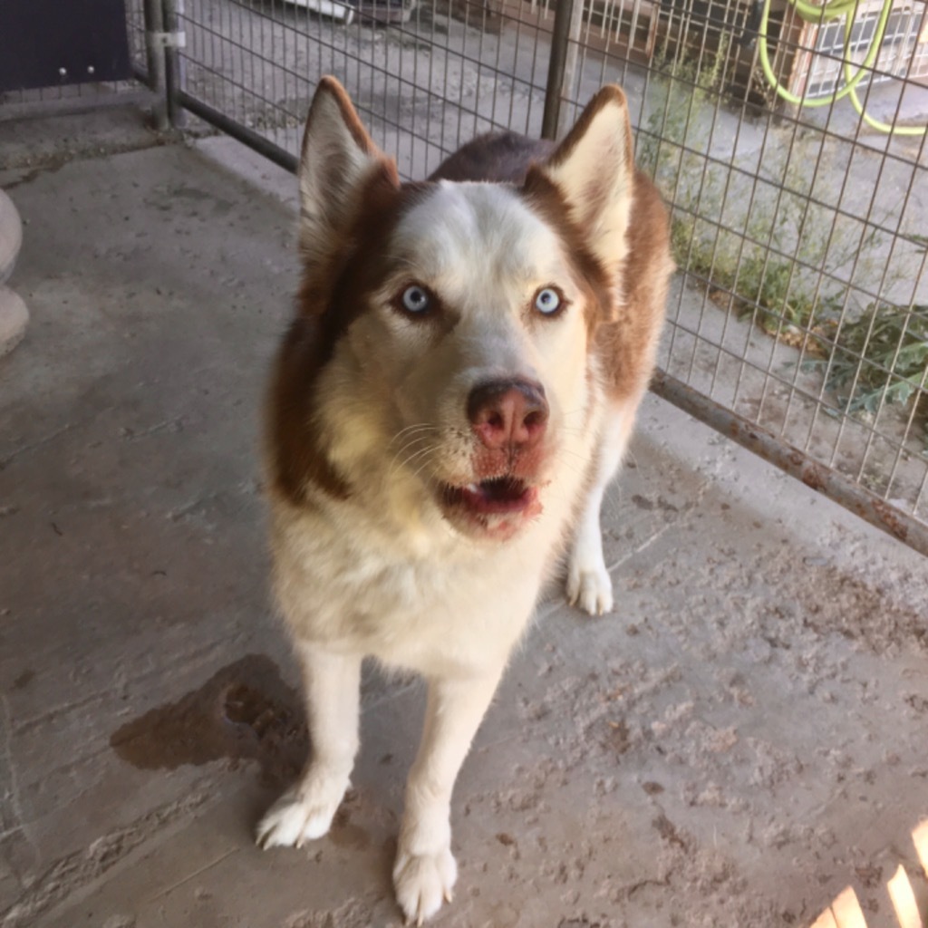 Bobo, an adoptable Husky in Heber City, UT, 84032 | Photo Image 3