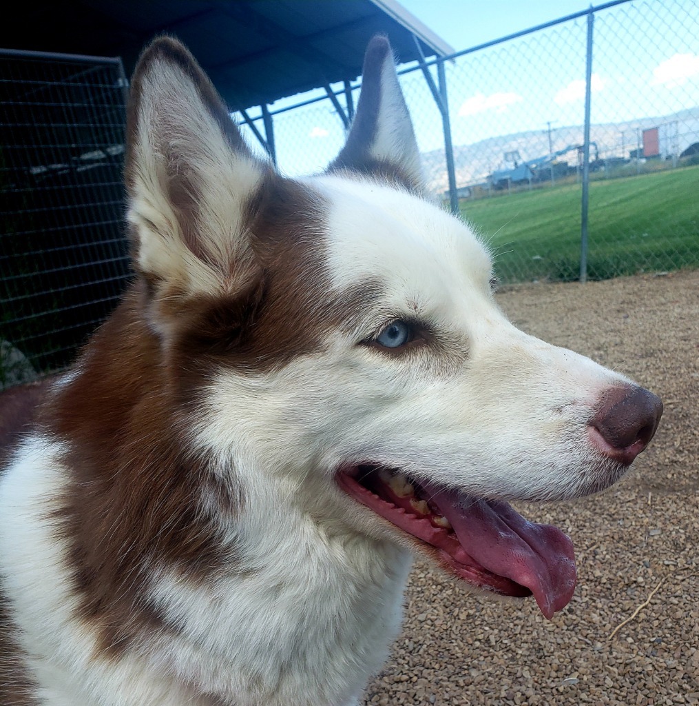 Bobo, an adoptable Husky in Heber City, UT, 84032 | Photo Image 4