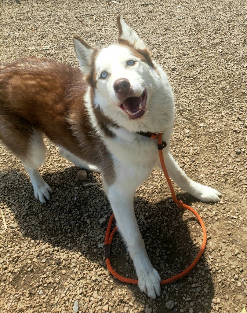 Bobo, an adoptable Husky in Heber City, UT, 84032 | Photo Image 5