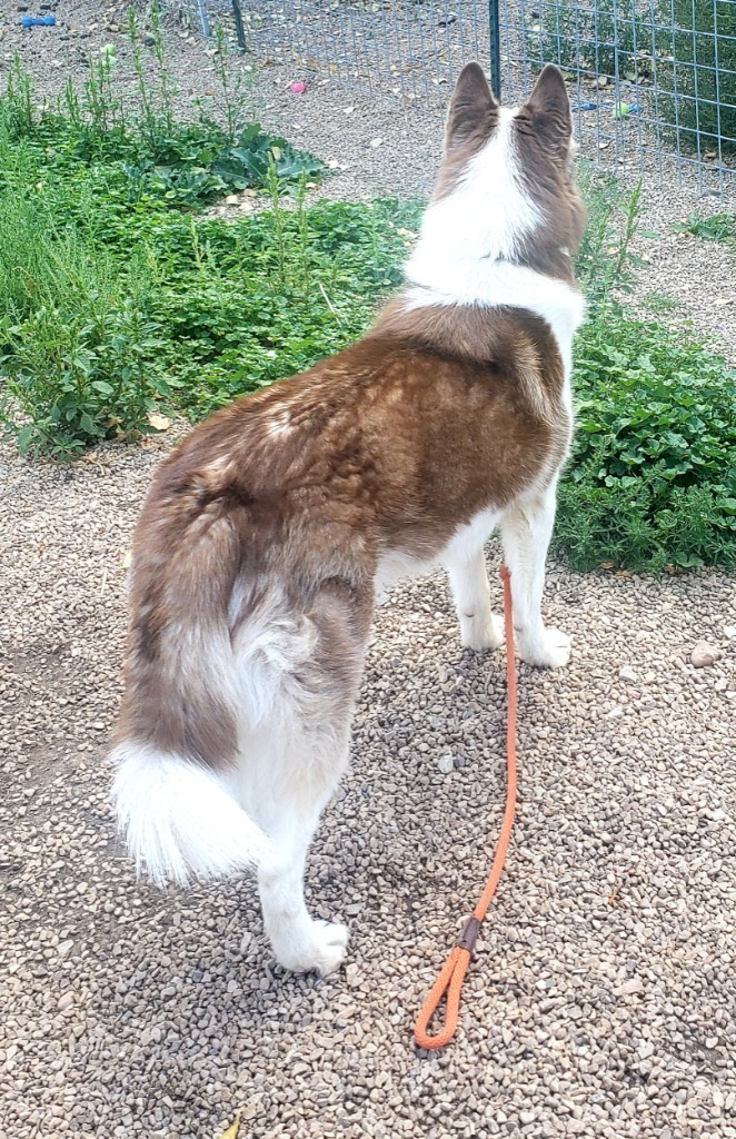 Bobo, an adoptable Husky in Heber City, UT, 84032 | Photo Image 6