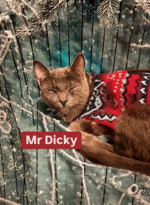 Mr Dicky at Martinez Pet Food Express Dec 14th