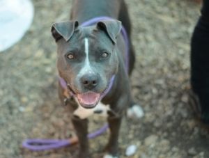 Margarita is a sweet girl who likes to play around and cuddle with anyone she meets in the yard Thi