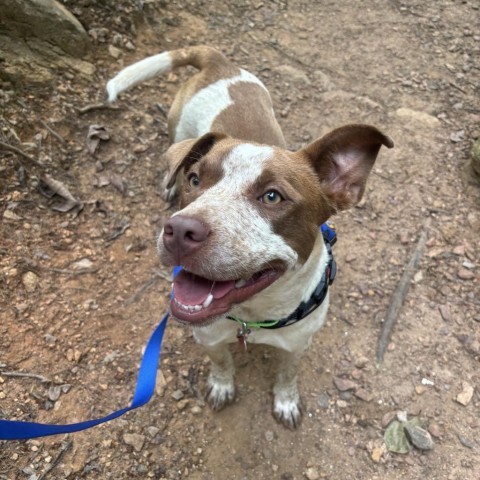 Dog for adoption - Katie Mae/Mia, a Pit Bull Terrier Mix in Greenville ...