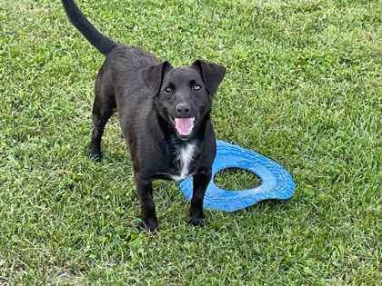 Milo, an adoptable Dachshund, Pomeranian in Anderson, IN, 46011 | Photo Image 1