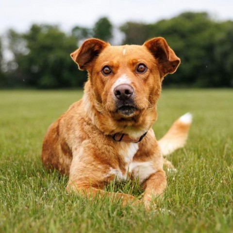 Martin, an adoptable Labrador Retriever in Shafer, MN, 55074 | Photo Image 1