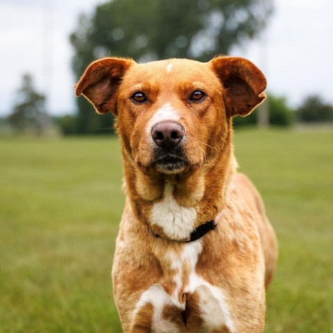 Martin, an adoptable Labrador Retriever in Shafer, MN, 55074 | Photo Image 2