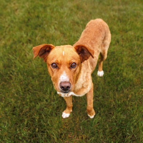 Martin, an adoptable Labrador Retriever in Shafer, MN, 55074 | Photo Image 3