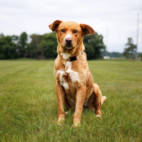 Martin, an adoptable Labrador Retriever in Shafer, MN, 55074 | Photo Image 4